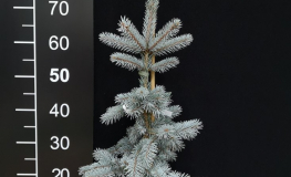Picea pungens 'Spek' - Colorado Spruce - Picea pungens 'Spek'