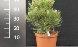 Pinus heldreichii 'Nana' - Bosnian Pine - Pinus heldreichii 'Nana' ; Pinus leucodermis