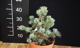 Pinus parviflora 'Compacta' - sosna drobnokwiatowa - Pinus parviflora 'Compacta'