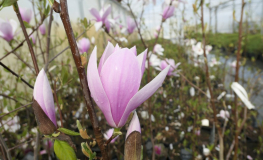 xsoulangeana 'Andre Leroy' - magnolia pośrednia; magnolia Soulange'a - Magnolia xsoulangeana 'Andre Leroy'
