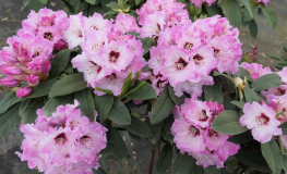 Karlštejn - Rhododendren Hybride - Rhododendron hybridum 'Karlštejn'