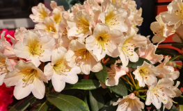 Zebín PBR - Rhododendren Hybride - Rhododendron hybridum 'Zebín' PBR