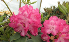 Marabu - różanecznik wielkokwiatowy - Rhododendron hybridum 'Marabu'