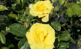 Arthur Bell - róża parkowa - Rosa Arthur Bell