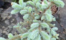 Picea pungens 'Schovenhorst' - świerk kłujący - Picea pungens 'Schovenhorst'
