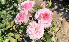 Bonica - róża parkowa - Rose - Bonica