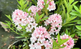 BLOOMBUX -  Kissen-Rhododendron - BLOOMBUX - Rhododendron impeditum