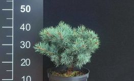 Picea pungens 'Pygmea Compacta' - Blue Spruce - Picea pungens 'Pygmea Compacta'