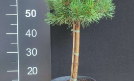 Pinus mugo 'Minikin' - Mountain pine - Pinus mugo 'Minikin'
