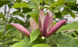 Black Beauty - Magnolie - Magnolia 'Black Beauty'