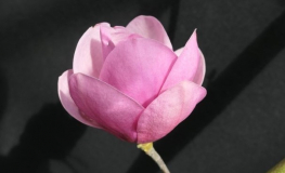 Sweet Valentine - magnolia - Magnolia 'Sweet Valentine'