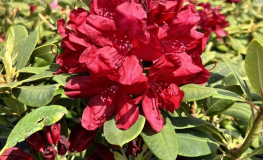 Francesca - różanecznik wielkokwiatowy - Francesca - Rhododendron hybridum