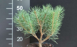 Pinus sylvestris 'Chantry Blue' - sosna zwyczajna - Pinus sylvestris 'Chantry Blue'