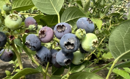Puru PBR - Highbush blueberry - Puru PBR - Vaccinium corymbosum