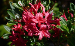 Millenium  - Azalea - Millenium - Rhododendron (Azalea)