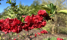 Chaenomeles speciosa 'Scarlet Storm' -  Flowering quince - Chaenomeles speciosa 'Scarlet Storm'
