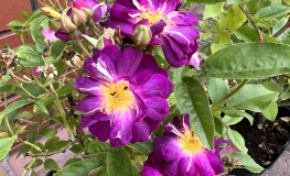 Blue Rambler - Schlingrose - Rose Blue Rambler