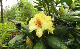 Kristian's Sunshine - różanecznik wielkokwiatowy - Rhododendron hybridum 'Kristian's Sunshine'