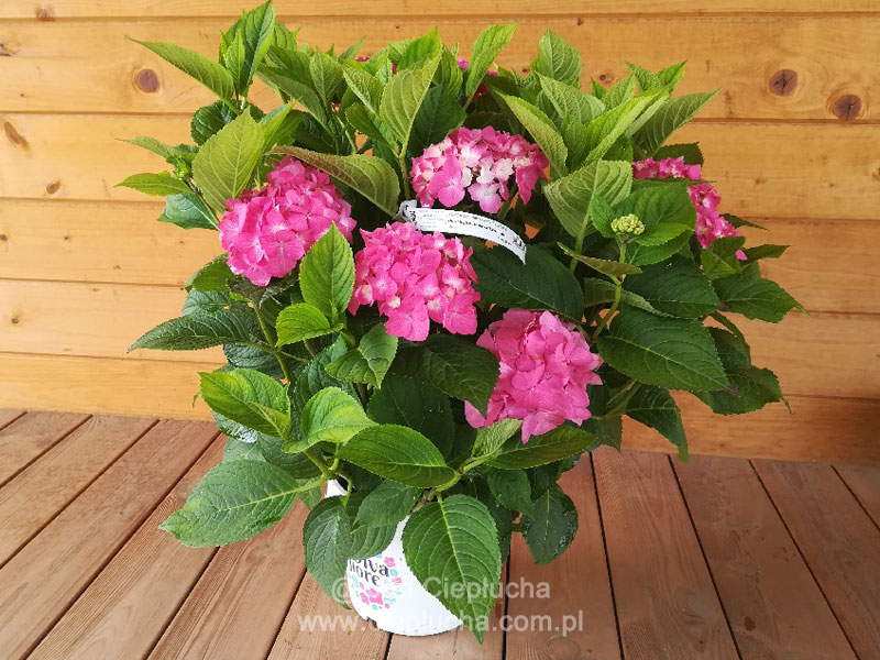 Hydrangea Macrophylla Diva Fiore PBR