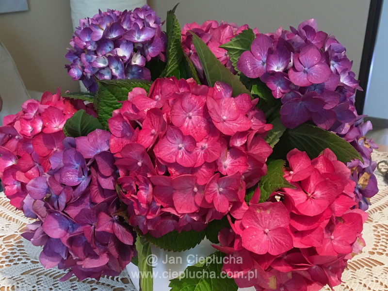 Hydrangea Macrophylla Diva Fiore PBR