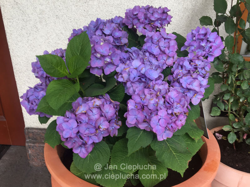 Hydrangea Macrophylla Diva Fiore PBR