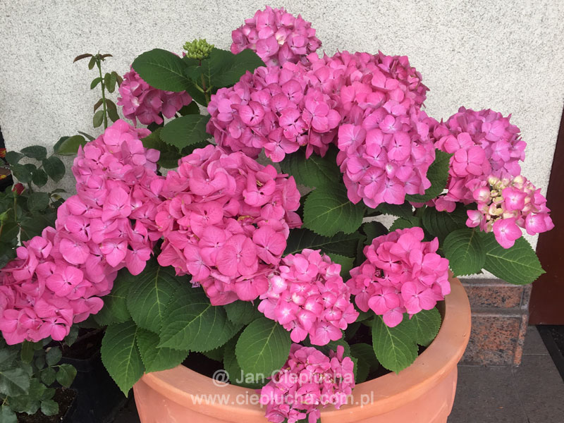 Hydrangea Macrophylla Diva Fiore PBR