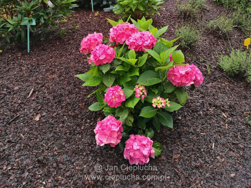 Hydrangea Macrophylla Diva Fiore PBR