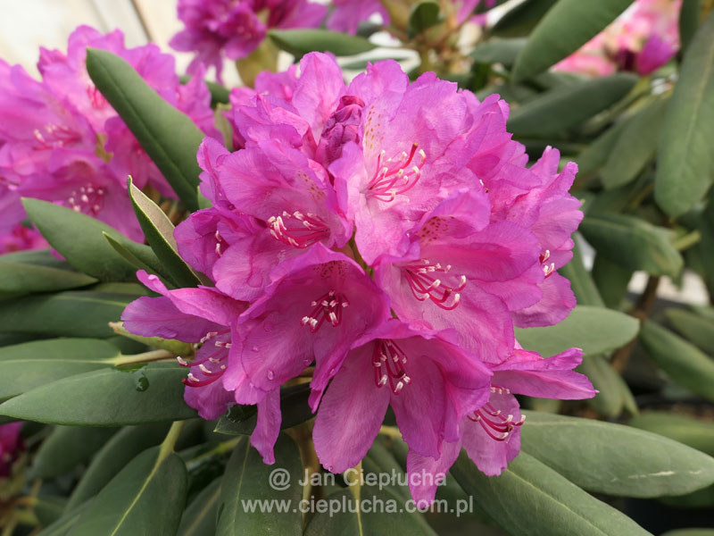 Kristian's Pink (brachycarpum var. tigerstedtii x hybr.)