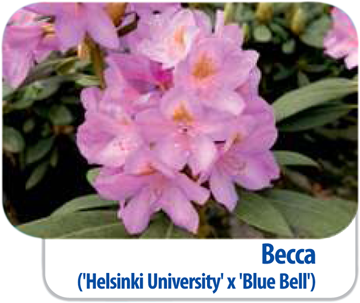 Rododendron Becca