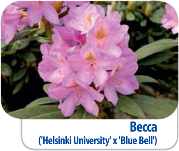 Rhododendren Becca