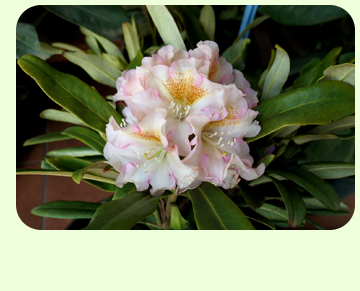 Rododendron Kristian's Cute
