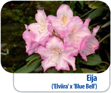 Rhododendren Eija