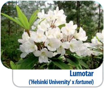 Rhododendron Lumotar