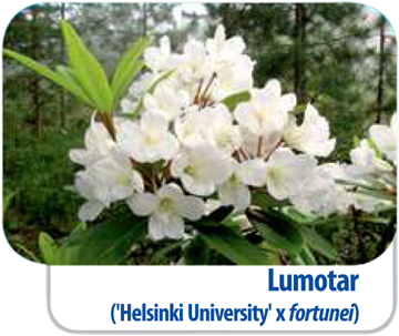 Fiński Rododendron Lumotar