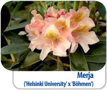Fiński Rododendron Merja