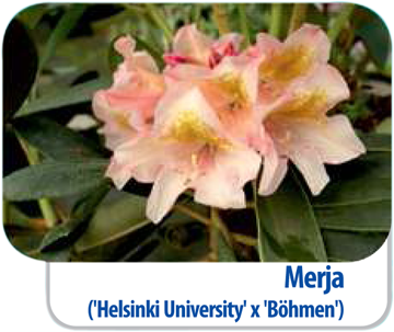 Rododendron Merja