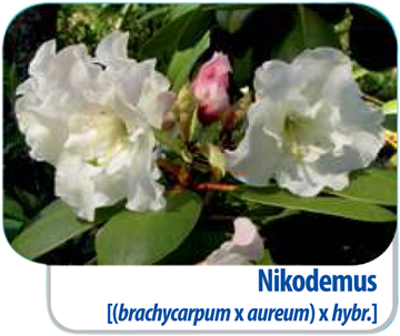 Rhododendron Nikodemus