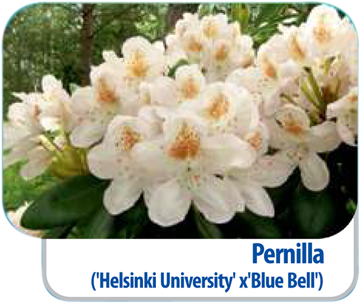 Rhododendron Pernilla