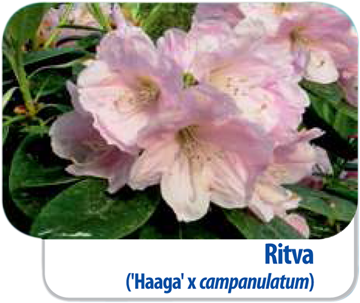 Rhododendron Ritva