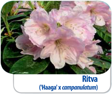 Rhododendren Ritva