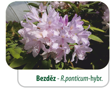 Bezděz - R.ponticum-hybr.