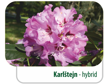 Karlštejn - hybrid