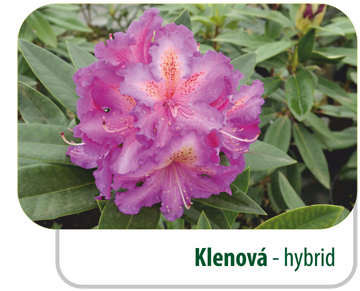 Klenová - hybrid