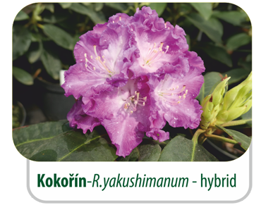 Kokořín - R.yakushimanum - hybrid