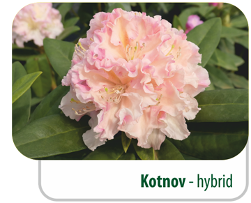 Kotnov - hybrid