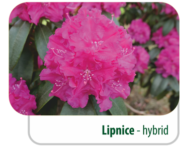 Lipnice - hybrid