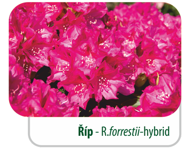 Říp PBR - R.forrestii - hybrid
