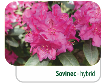 Sovinec - hybrid