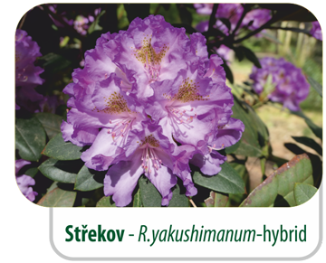 Střekov - R.yakushimanum -hybrid