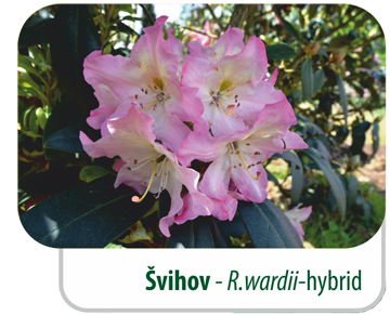 Švihov - R.wardii-hybrid